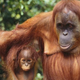 Illustration for article titled Orangutan DNA offers a strange genetic mystery
